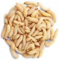 /album/szepseges-termeszet/viaszmoly-larva-jpg/