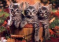 /album/kepek/899789-bigthumbnail-jpg/