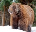/album/kepek/bear-in-winter-jpg/